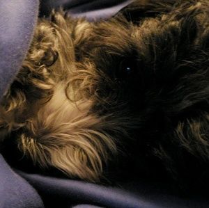 Meet your Posher, Phillip